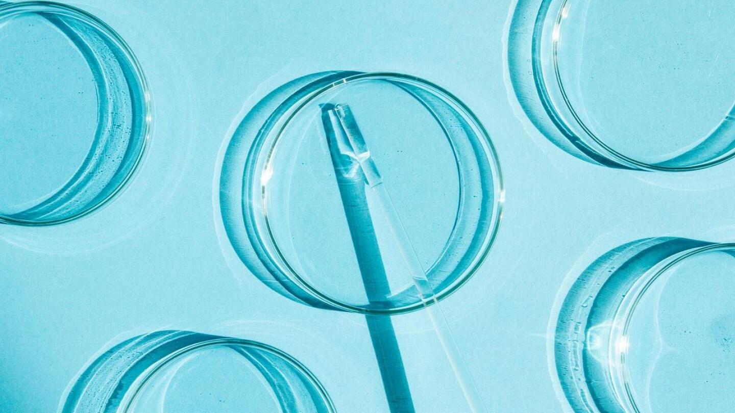 Kenvue science petri dish photo